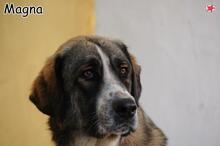 MAGNA, Hund, Mischlingshund in Donzdorf - Bild 4