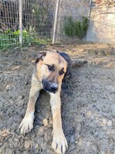 LEO, Hund, Mischlingshund in Griechenland - Bild 2