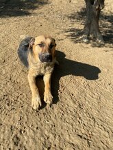 LEO, Hund, Mischlingshund in Griechenland - Bild 3