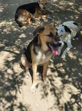 LEO, Hund, Mischlingshund in Griechenland - Bild 5