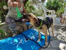 LEO, Hund, Mischlingshund in Griechenland - Bild 9