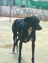 AZABACHE, Hund, Galgo Español in Spanien - Bild 3