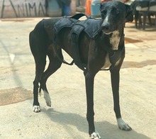 AZABACHE, Hund, Galgo Español in Spanien - Bild 6