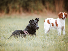 AFRICA, Hund, Mischlingshund in Lindlar - Bild 8