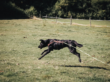 AFRICA, Hund, Mischlingshund in Lindlar - Bild 9