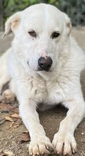 LUTHER, Hund, Mischlingshund in Griechenland - Bild 1