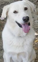 LUTHER, Hund, Mischlingshund in Griechenland - Bild 10