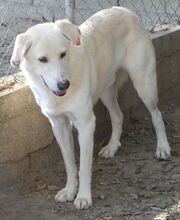 LUTHER, Hund, Mischlingshund in Griechenland - Bild 13