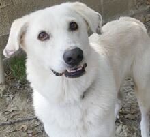 LUTHER, Hund, Mischlingshund in Griechenland - Bild 15
