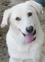 LUTHER, Hund, Mischlingshund in Griechenland - Bild 16