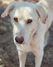 LUTHER, Hund, Mischlingshund in Griechenland - Bild 19