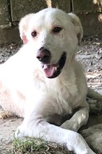LUTHER, Hund, Mischlingshund in Griechenland - Bild 20