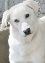 LUTHER, Hund, Mischlingshund in Griechenland - Bild 21