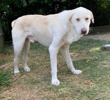 LUTHER, Hund, Mischlingshund in Griechenland - Bild 22
