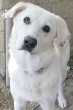 LUTHER, Hund, Mischlingshund in Griechenland - Bild 23