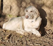 LUTHER, Hund, Mischlingshund in Griechenland - Bild 26