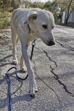 LUTHER, Hund, Mischlingshund in Griechenland - Bild 27