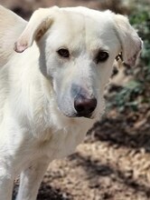LUTHER, Hund, Mischlingshund in Griechenland - Bild 29