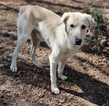 LUTHER, Hund, Mischlingshund in Griechenland - Bild 30