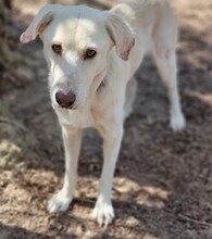 LUTHER, Hund, Mischlingshund in Griechenland - Bild 31