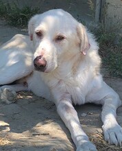 LUTHER, Hund, Mischlingshund in Griechenland - Bild 34