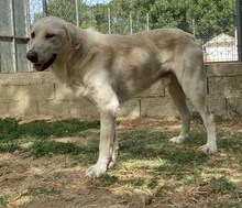 LUTHER, Hund, Mischlingshund in Griechenland - Bild 35