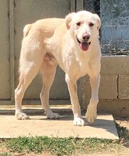LUTHER, Hund, Mischlingshund in Griechenland - Bild 37