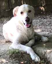 LUTHER, Hund, Mischlingshund in Griechenland - Bild 38
