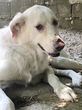 LUTHER, Hund, Mischlingshund in Griechenland - Bild 39