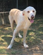 LUTHER, Hund, Mischlingshund in Griechenland - Bild 41