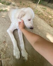 LUTHER, Hund, Mischlingshund in Griechenland - Bild 45