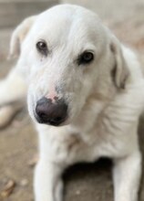 LUTHER, Hund, Mischlingshund in Griechenland - Bild 6