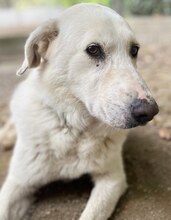 LUTHER, Hund, Mischlingshund in Griechenland - Bild 8