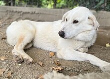 LUTHER, Hund, Mischlingshund in Griechenland - Bild 9