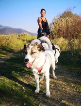 SONIA, Hund, Mischlingshund in Griechenland - Bild 5