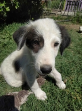 SORAYA, Hund, Mischlingshund in Griechenland - Bild 11