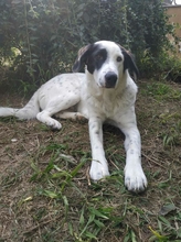 SORAYA, Hund, Mischlingshund in Griechenland - Bild 4