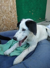 SORAYA, Hund, Mischlingshund in Griechenland - Bild 6
