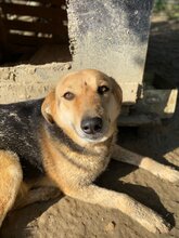 SEMELI, Hund, Deutscher Schäferhund-Mix in Griechenland - Bild 10