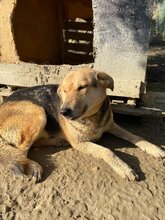 SEMELI, Hund, Deutscher Schäferhund-Mix in Griechenland - Bild 11