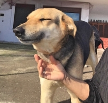 SEMELI, Hund, Deutscher Schäferhund-Mix in Griechenland - Bild 15