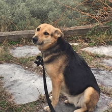 SEMELI, Hund, Deutscher Schäferhund-Mix in Griechenland - Bild 20