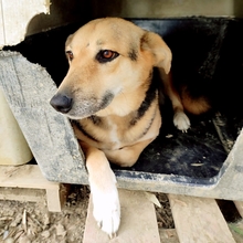 SEMELI, Hund, Deutscher Schäferhund-Mix in Griechenland - Bild 24