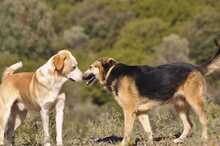 SEMELI, Hund, Deutscher Schäferhund-Mix in Griechenland - Bild 3