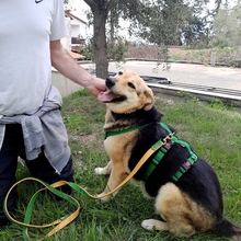 SEMELI, Hund, Deutscher Schäferhund-Mix in Griechenland - Bild 5