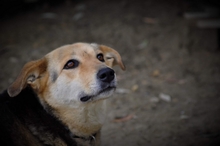 SEMELI, Hund, Deutscher Schäferhund-Mix in Griechenland - Bild 8