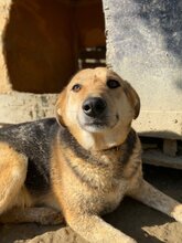 SEMELI, Hund, Deutscher Schäferhund-Mix in Griechenland - Bild 9