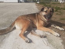 ELLI, Hund, Deutscher Schäferhund-Mix in Griechenland - Bild 1
