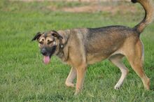 ELLI, Hund, Deutscher Schäferhund-Mix in Griechenland - Bild 10