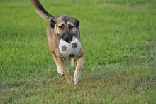 ELLI, Hund, Deutscher Schäferhund-Mix in Griechenland - Bild 12